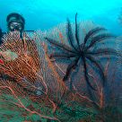 Feather stars and sea-fan