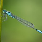 Damselfly