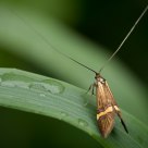 Moth
