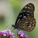 Walking on Flowers