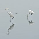 Great Egrets