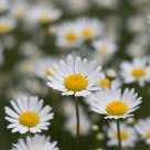 Daisies