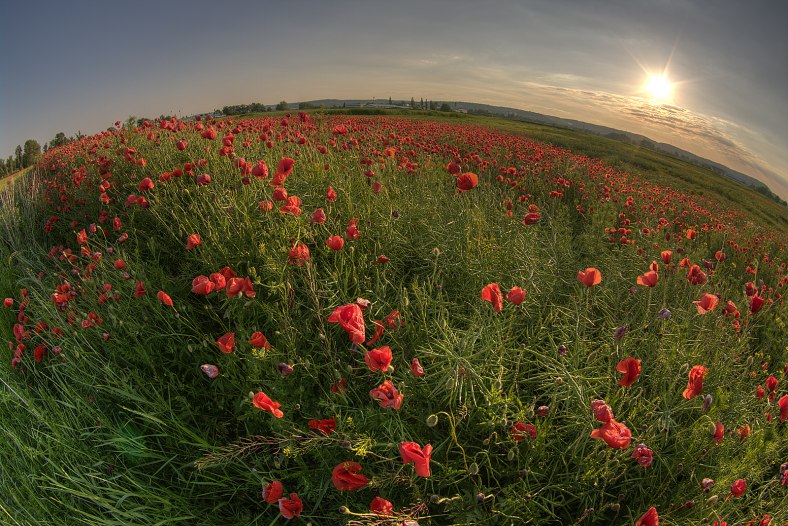 Poppy ball