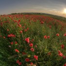 Poppy ball