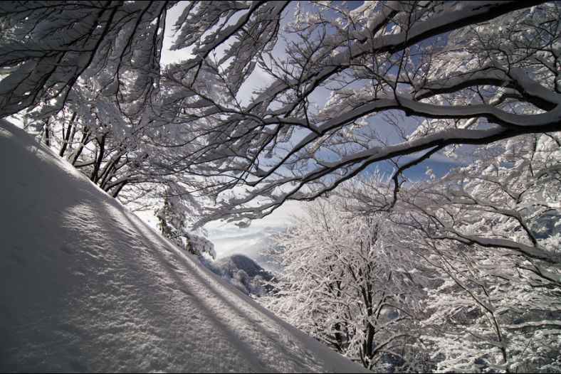 Snowy