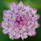 Astrantia