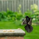 Prepare for landing