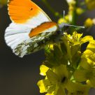 Orange Tip feeding