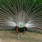 Peacock-back picture