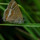 Lampides boeticus Long-tailed Blue