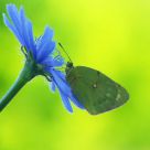 Clouded Yellow Colias croceus-5