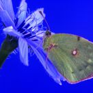 Clouded Yellow Colias croceus-4