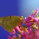 Clouded Yellow Colias croceus