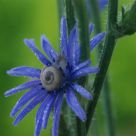 Small snail on blue flower