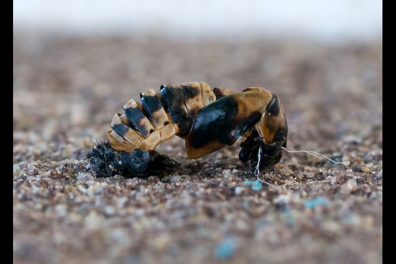 larva