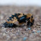 larva