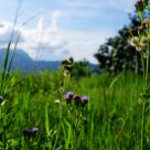 Countryside