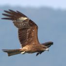 Flying Eagle