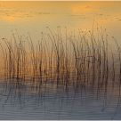 'Lake Reeds at Sunset'