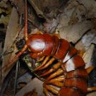 Night Predator