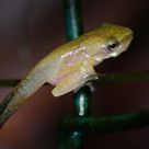 Baby Frog