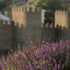 Flowers and ramparts