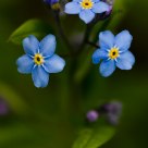 Small bouquet