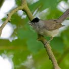 singing blackcap