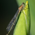 Damselfly On Iris