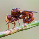 Diptera