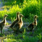 Where is Our Momma?