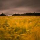 Wind In The Barley