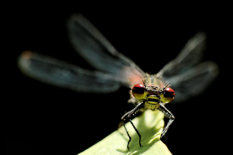 Large Red Damselfly