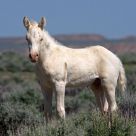 Mustang Colt