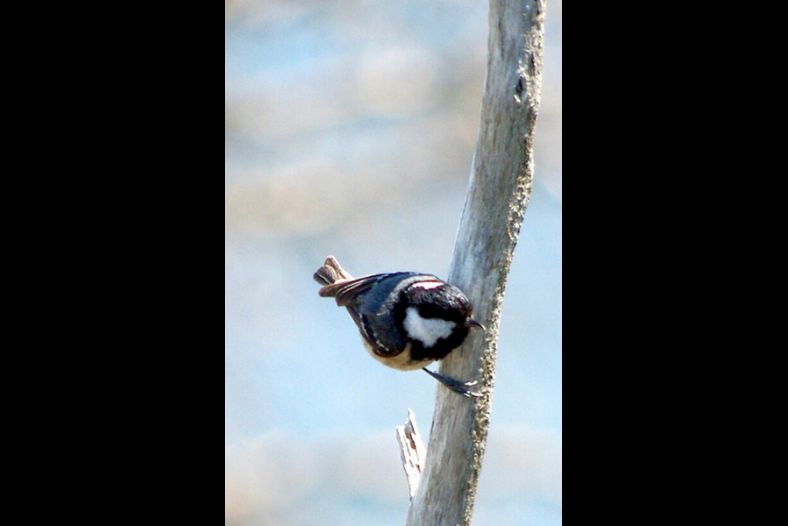 Bird on a Branch