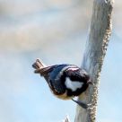 Bird on a Branch