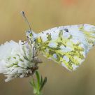 Pontia edusa