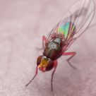 A little fly
