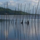 Bamboo curtain