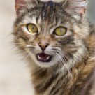 Unknown Cat