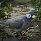 The messenger
