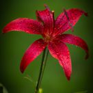 Lily garden after the rain