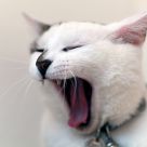 i'm tired