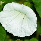 gotas sobre blanco