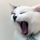 sleepy