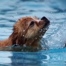 Swimming