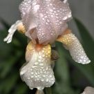 Raindrops on Iris