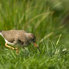 Common Redshank