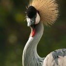 Grey Crowned Crane
