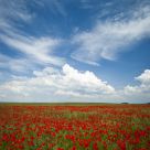 Field of poppies